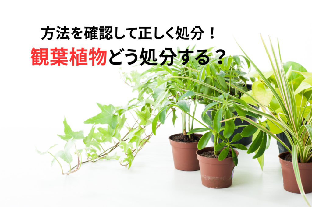 観葉植物どう処分する？方法を確認して正しく処分！